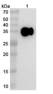 Simridarlimab Antibody - WB