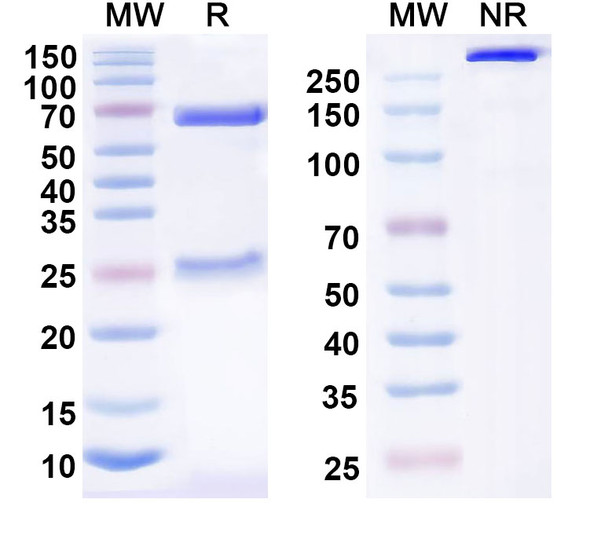 Ubamatamab Antibody - SDS-PAGE