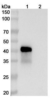 Vepsitamab Antibody - WB