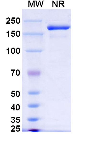 Xeligekimab Antibody - SDS-PAGE