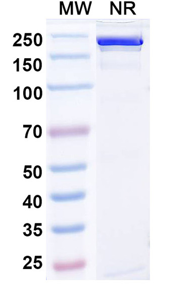 Gumokimab Antibody - SDS-PAGE