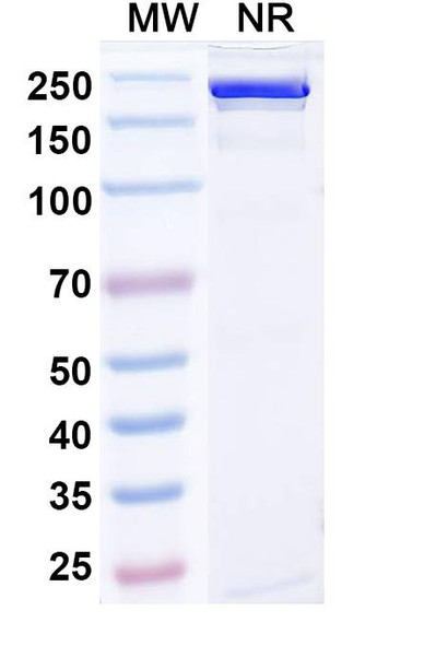 Gumokimab Antibody - SDS-PAGE