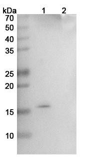 Ginisortamab Antibody - WB