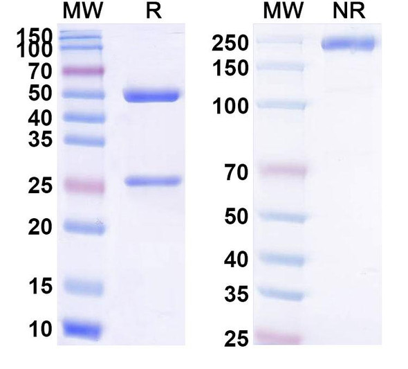 Sotevtamab Antibody - SDS-PAGE