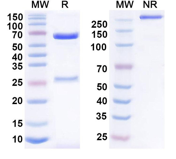 Anumigilimab Antibody - SDS-PAGE