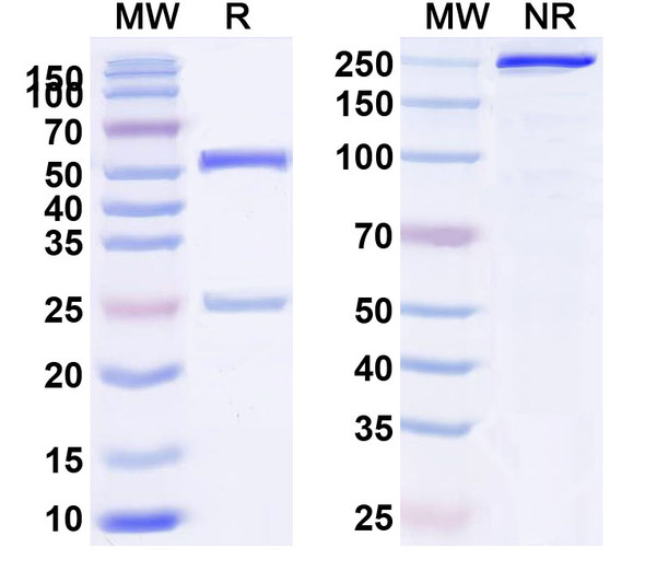 Tecaginlimab Antibody - SDS-PAGE