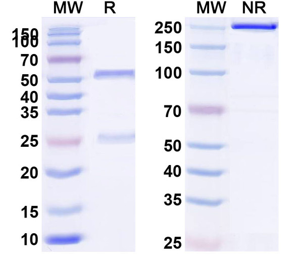 Sirexatamab Antibody - SDS-PAGE
