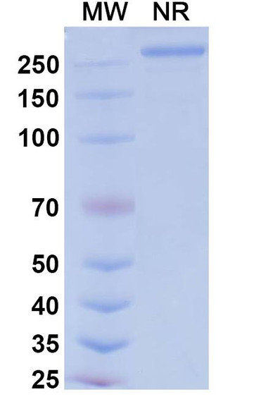 Tarcocimab Antibody - SDS-PAGE