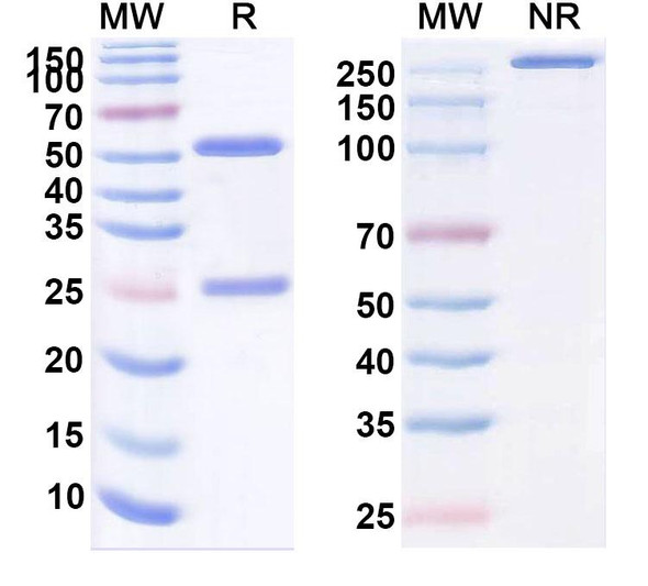 Ecleralimab Antibody - SDS-PAGE