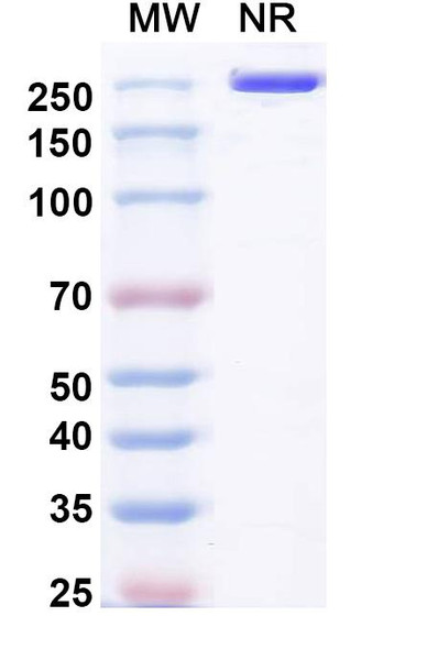 Pulocimab Antibody - SDS-PAGE