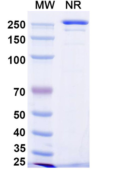 Manfidokimab Antibody - SDS-PAGE