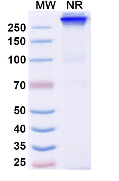 Bafisontamab Antibody - SDS-PAGE