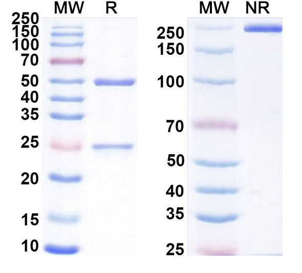 Eblasakimab Antibody - SDS-PAGE