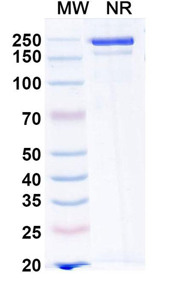 Ormutivimab Antibody - SDS-PAGE
