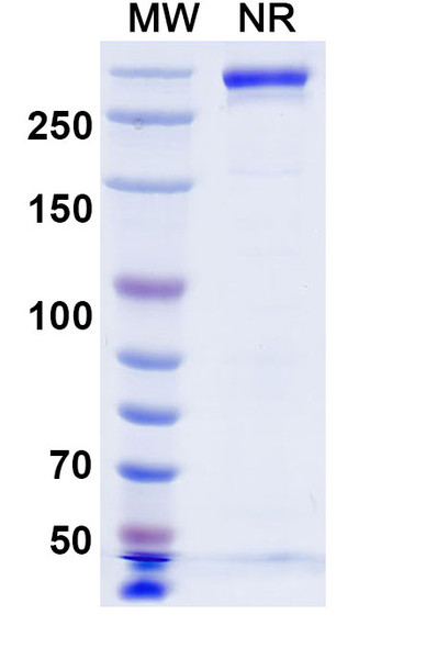 Beludavimab Antibody - SDS-PAGE