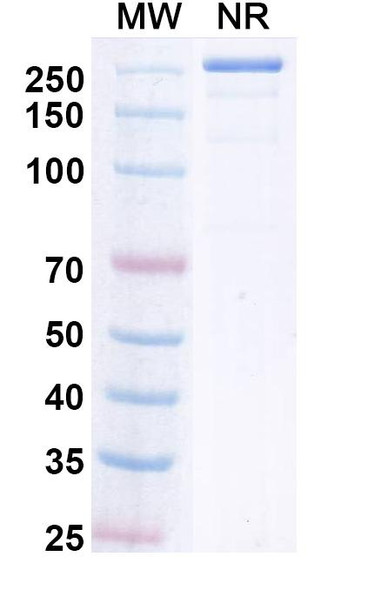 Upanovimab Antibody - SDS-PAGE