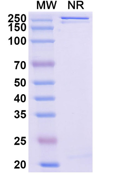 Enuzovimab Antibody - SDS-PAGE
