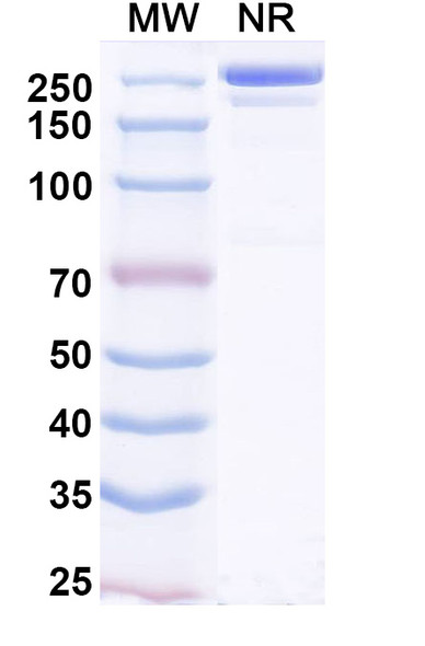 Enuzovimab Antibody - SDS-PAGE