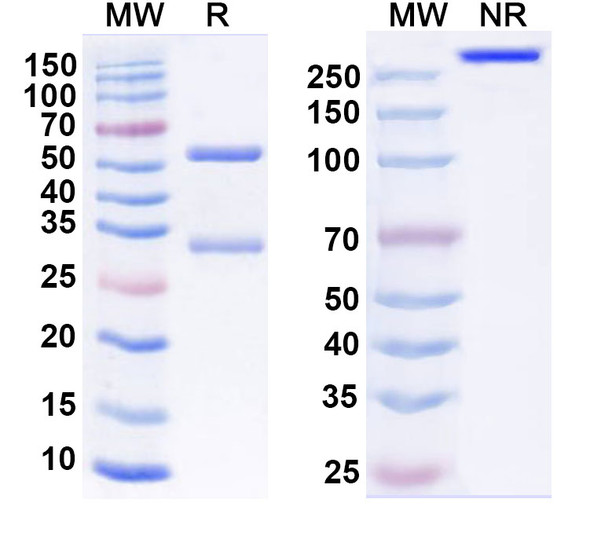 Anti-SARS-CoV-2 RBD Antibody (S2K146) - SDS-PAGE