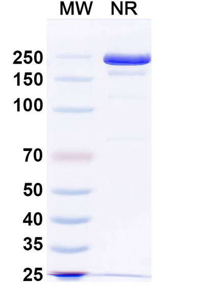 JMB2002/Ab2001.08 Antibody - SDS-PAGE
