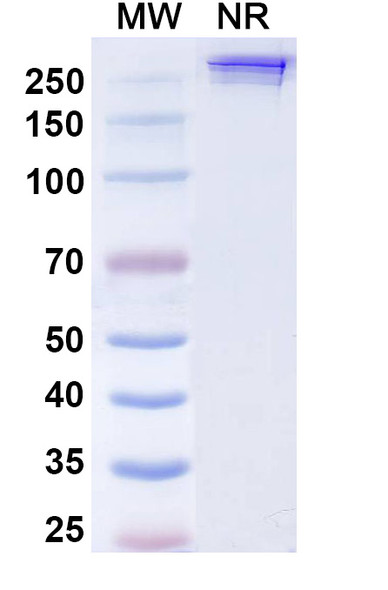 Inezetamab Antibody - SDS-PAGE