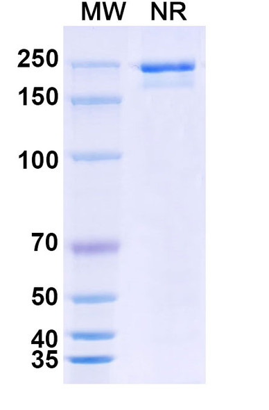 LY3022855 Antibody - SDS-PAGE