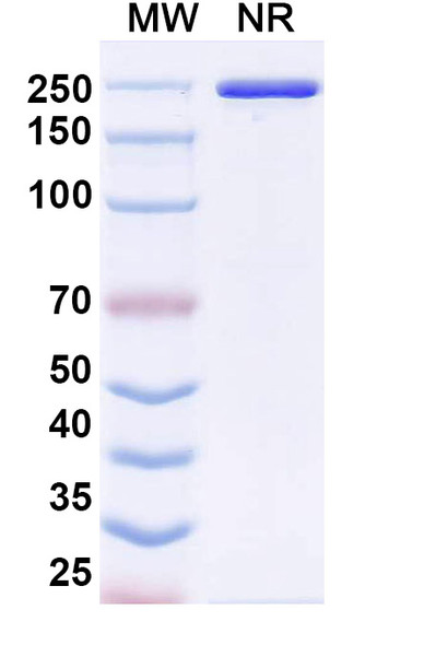 LY3022855 Antibody - SDS-PAGE