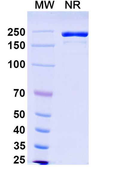 Ifinatamab Antibody (Ifinatamab Deruxtecan ADC, Payload-Free) - SDSPAEG