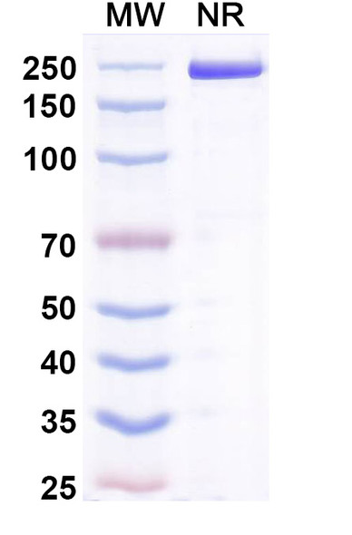 Acrixolimab Antibody - SDS-PAGE