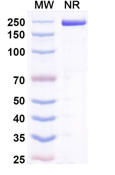 Acrixolimab Antibody - SDS-PAGE