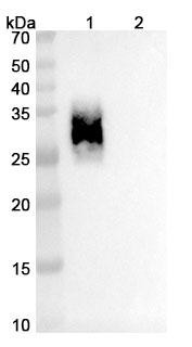 Acrixolimab Antibody - WB