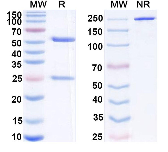 Peresolimab Antibody - SDS-PAGE