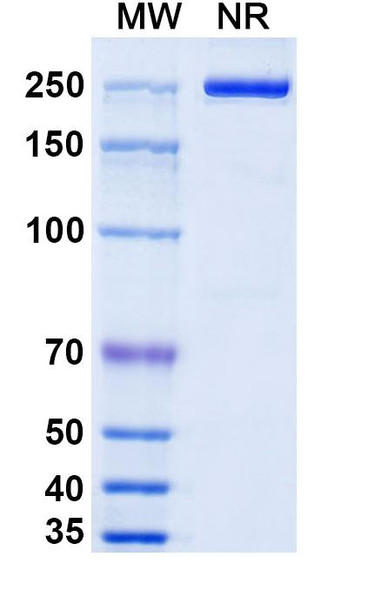 Camoteskimab Antibody - SDS-PAGE