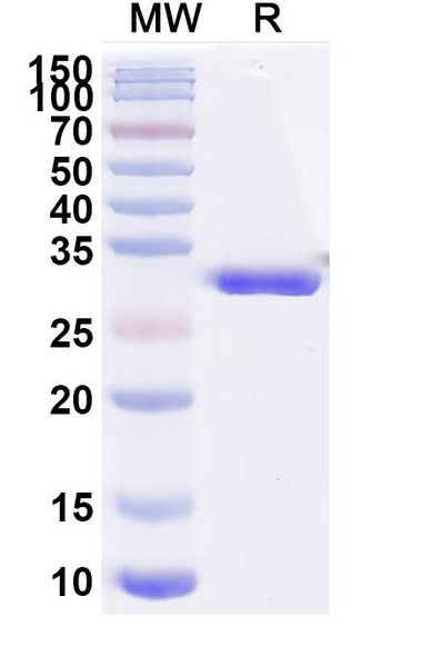 Gefurulimab Antibody - SDS-PAGE