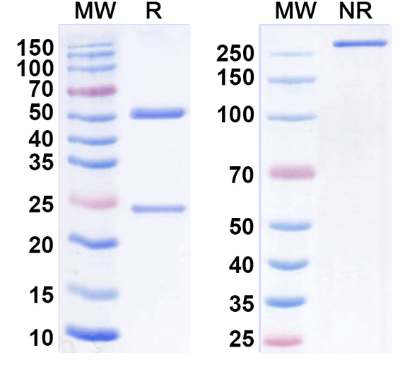 Golocdacimab Antibody - SDS-PAGE