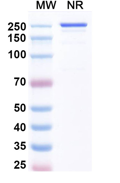 Luveltamab Antibody (Luveltamab Tazevibulin ADC, Payload-Free) - SDS-PAGE