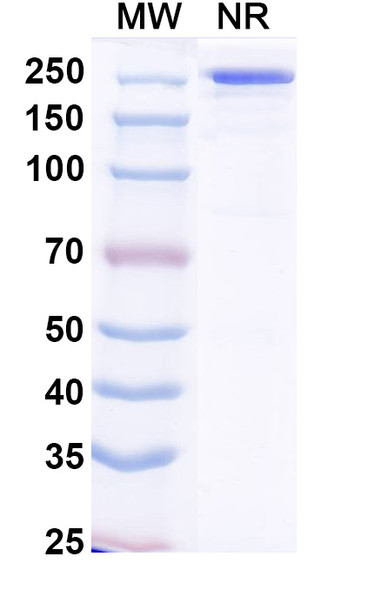 Crexavibart Antibody - SDS-PAGE