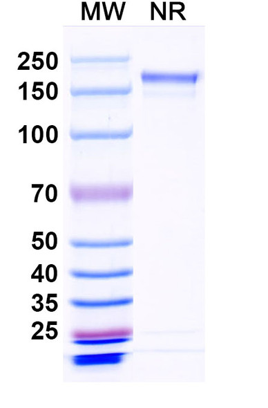 Crexavibart Antibody - SDS-PAGE
