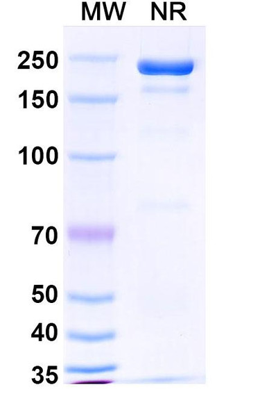 Masavibart Antibody - SDS-PAGE