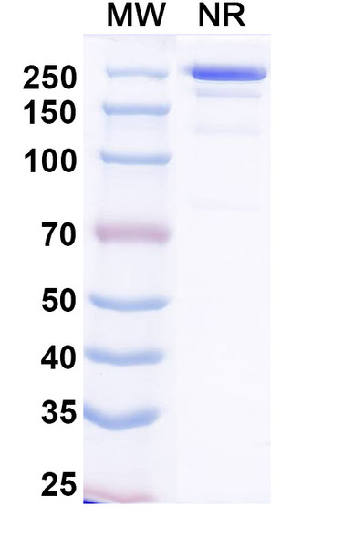 Nepuvibart Antibody - SDS-PAGE