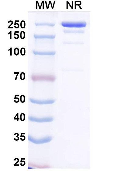Plutavimab Antibody - SDS-PAGE