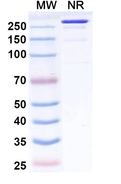 Fiztasovimab Antibody - SDS-PAGE