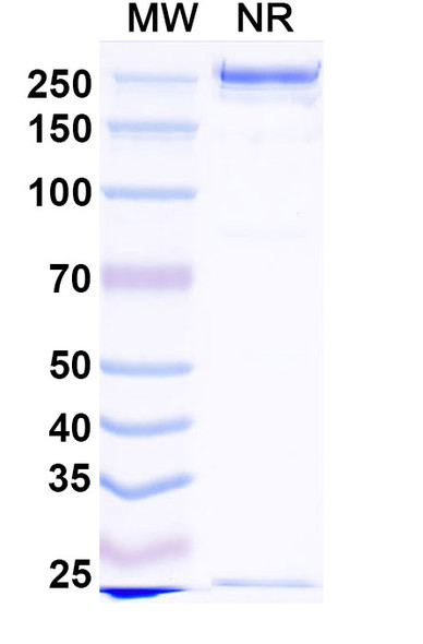 Fiztasovimab Antibody - SDS-PAGE