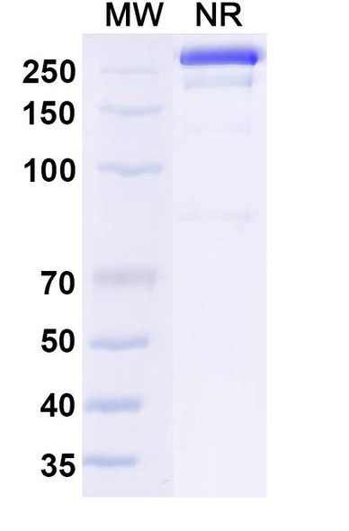 Osemitamab Antibody - SDS-PAGE