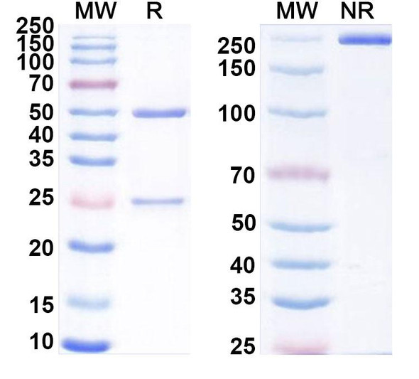 Ozuriftamab Antibody (Ozuriftamab Vedotin ADC, Payload-Free) - SDS-PAGE