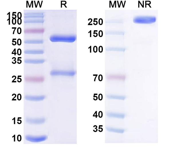 Latikafusp (Research-Grade) - SDS-PAGE