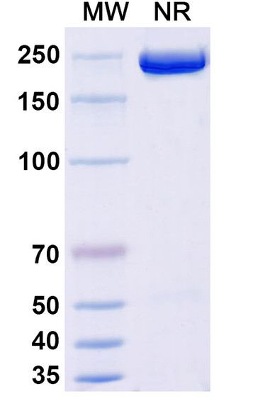 Apitegromab Antibody - SDS-PAGE