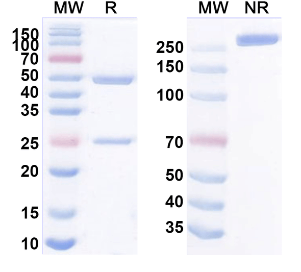 Human SIGLEC15 Antibody (5G12) - SDS-PAGE