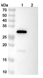 LY3016859 Antibody - WB