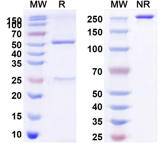 BD0801 Antibody - SDS-PAGE